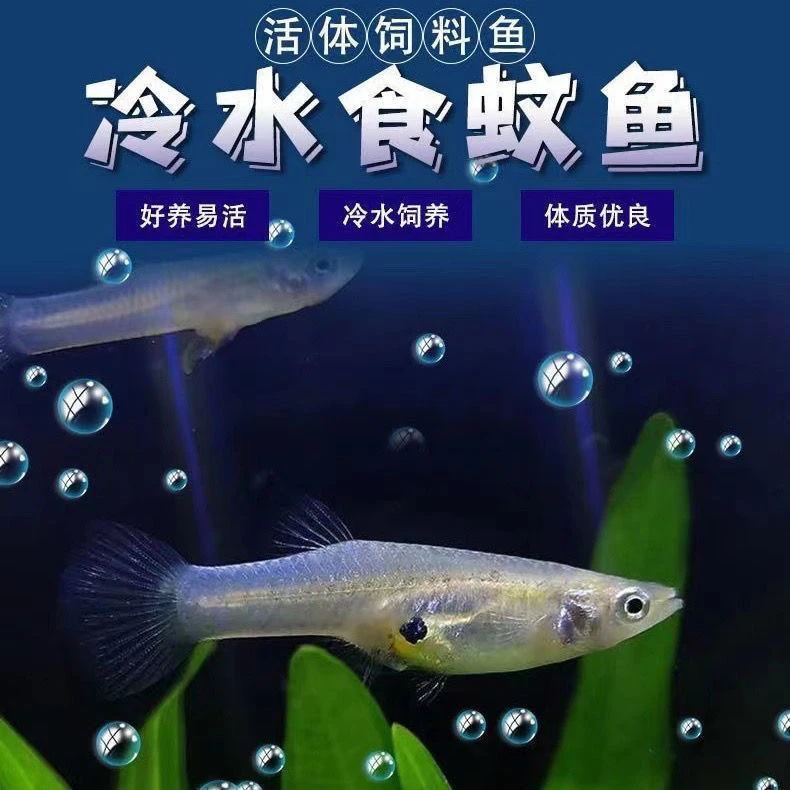 【正品保证】优质食蚊鱼小型鱼类鲜活水产