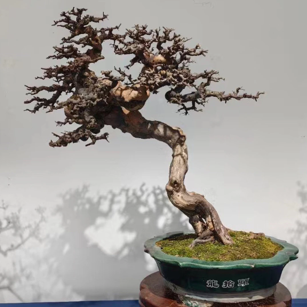 盆景直播一物一拍