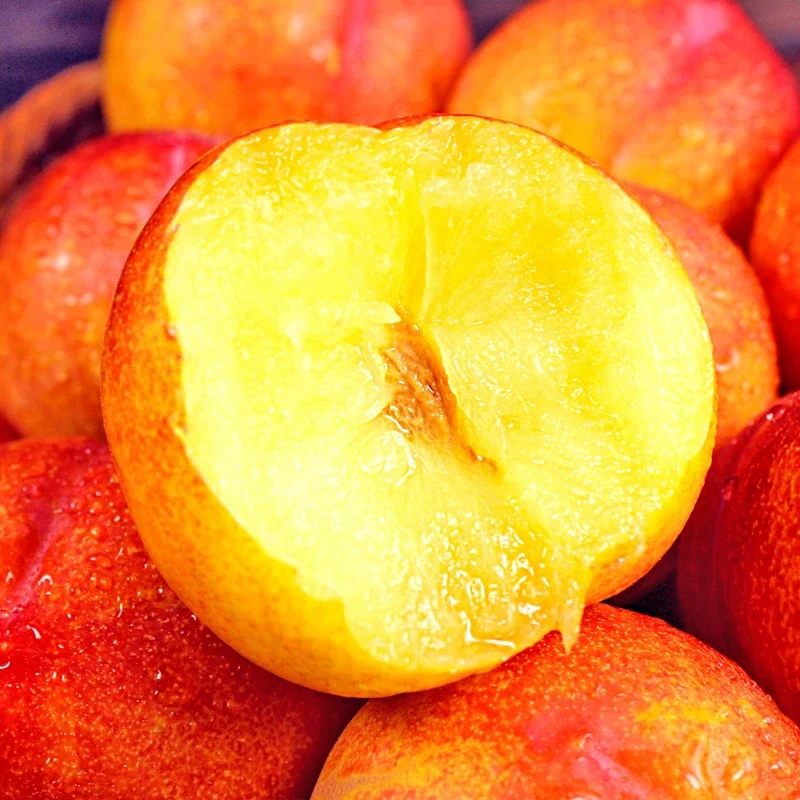 【六妈推荐】大红袍李子新鲜采摘香甜多汁水润 1件3斤起 辽宁发货