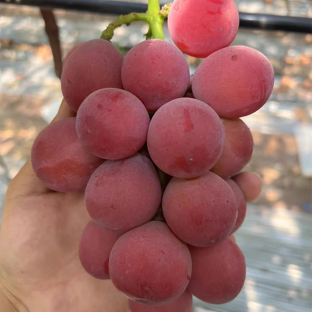 【六妈推荐】妮娜皇后葡萄 甘甜味美果肉紧实 1件3斤起辽宁发货