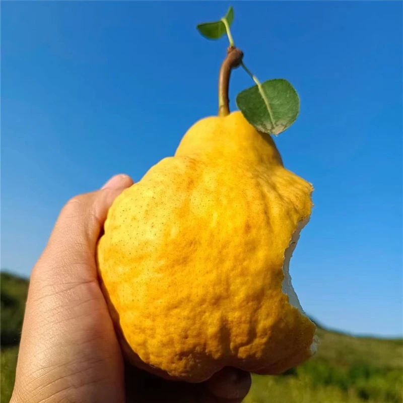 【六妈推荐】丑梨 细腻多汁甜蜜 1件2.8斤起 辽宁发货