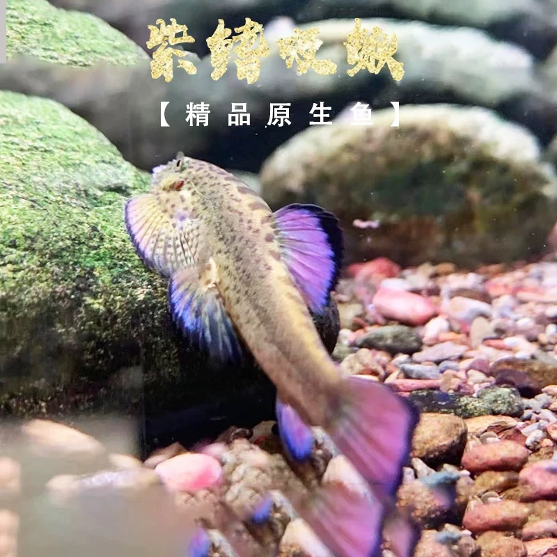 紫鳍吸鳅长汀圆斑麦氏宽头拟复吸鳅观赏鱼冷水鱼除藻清洁鱼工具鱼