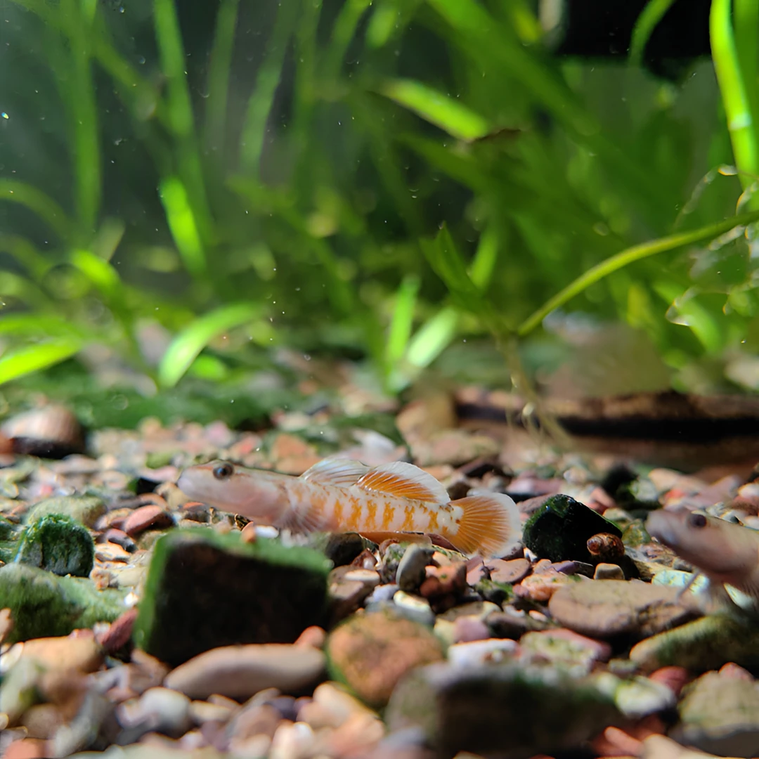 周氏吻虾虎  周氏虾虎 原生鱼 冷水鱼 免加温耐养饲养活体