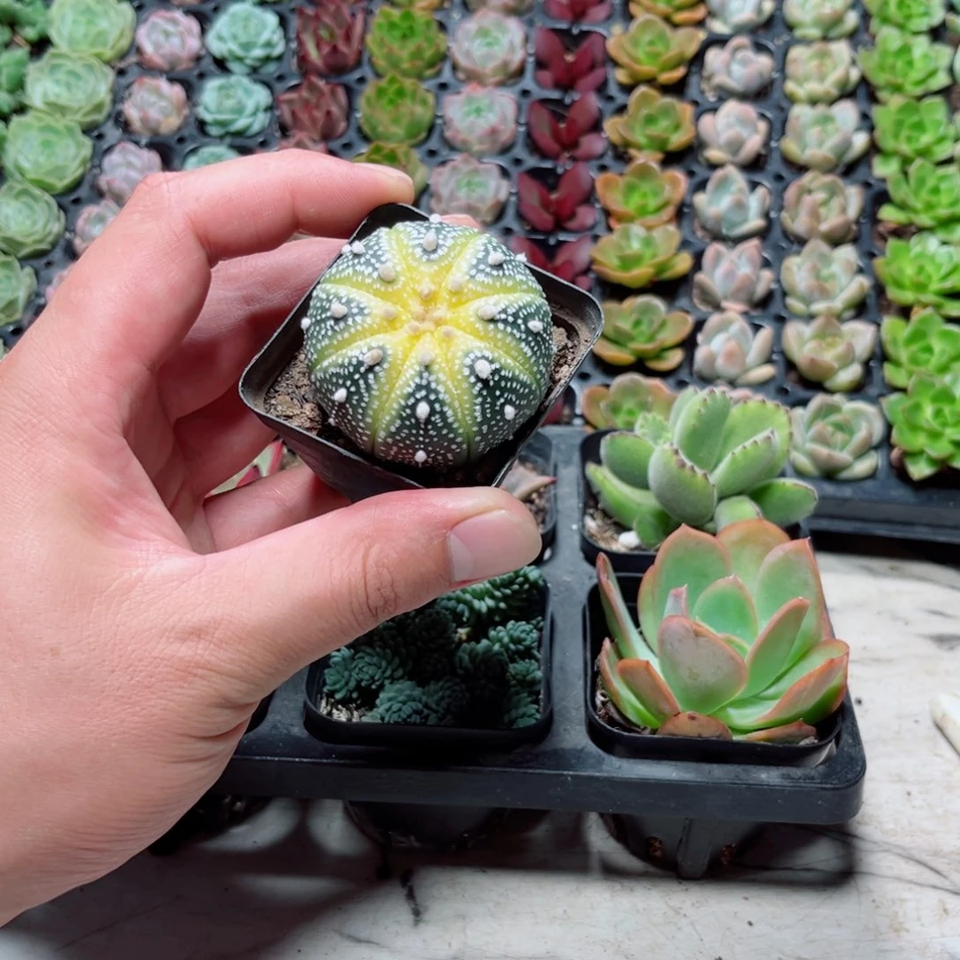 星兜锦 多肉植物