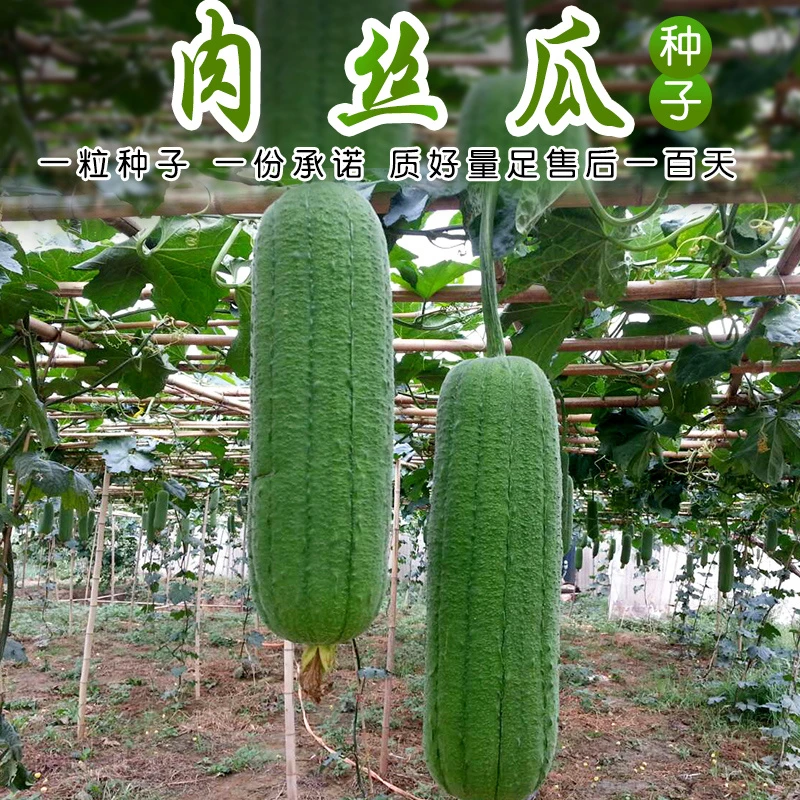 蔬菜种肉丝瓜种子青瓜种籽大棚蔬菜大田阳台盆栽蔬菜种蔬菜苗