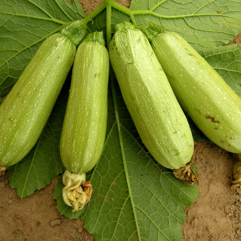 寿光蔬菜种子早熟西葫芦种子籽高产葫芦四季播包邮蔬菜种子蔬菜苗