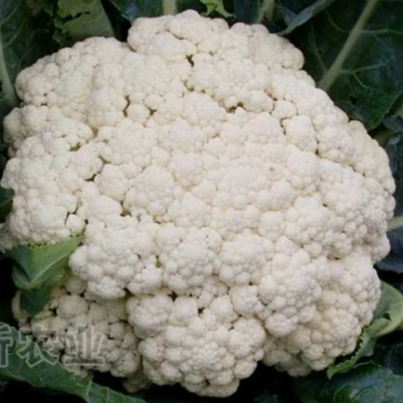 松花菜苗菜花苗西兰花苗西兰花苗菜花苗甘蓝苗蔬菜苗