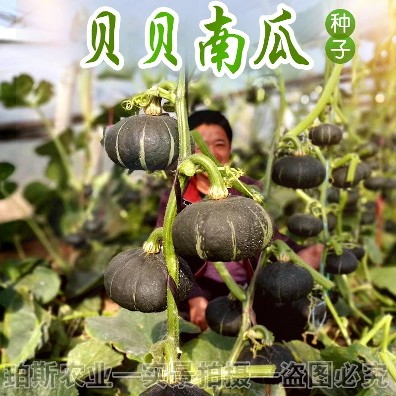 蔬菜种子贝贝南瓜籽板栗迷你小南瓜籽四季包邮蔬菜种子蔬菜苗