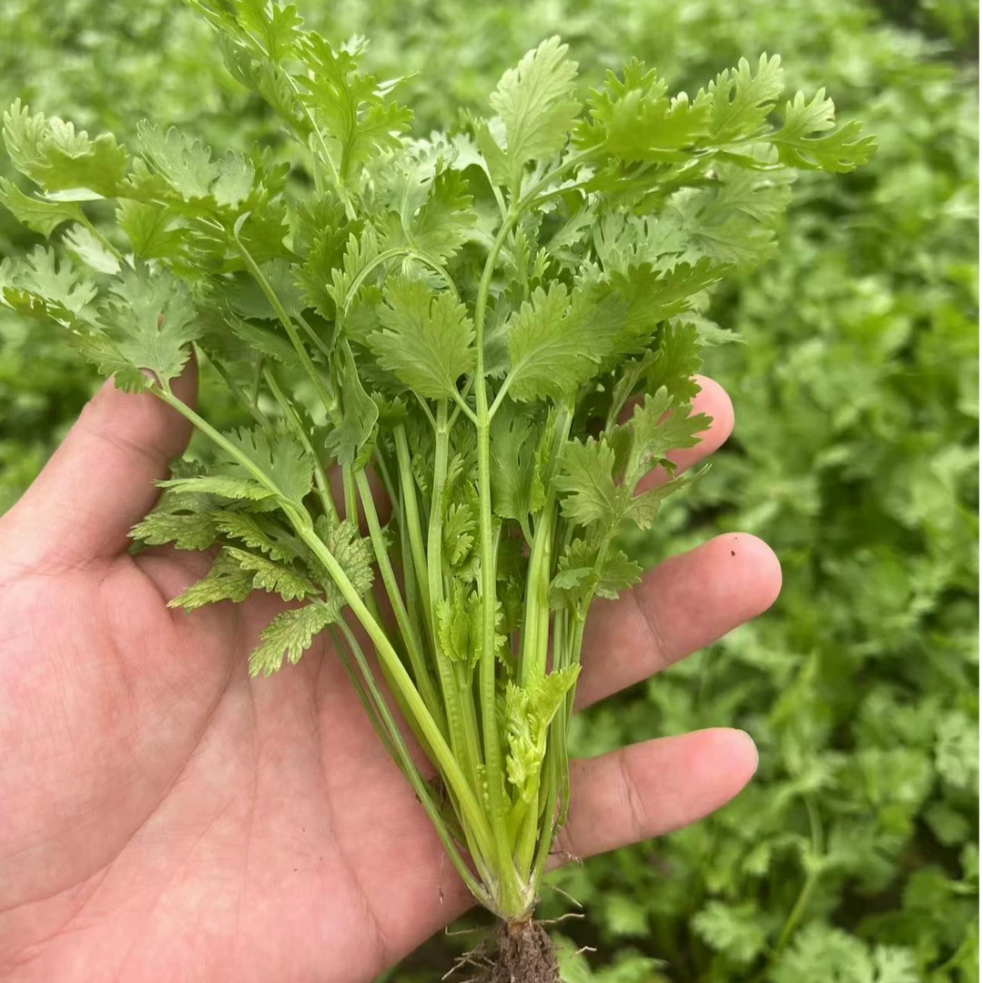 香菜籽苗四季香菜种子盆栽蔬菜种蔬菜苗阳台种子