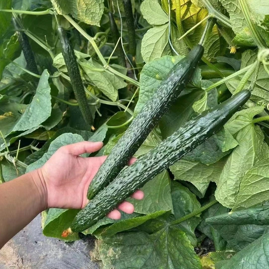 嫁接黄瓜苗大黄瓜短把密刺水果黄瓜青瓜苗蔬菜种蔬菜苗