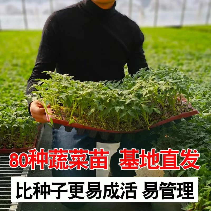 菜苗自助超市番茄苗辣椒苗西瓜苗黄瓜苗南瓜苗蔬菜苗蔬菜种子春季