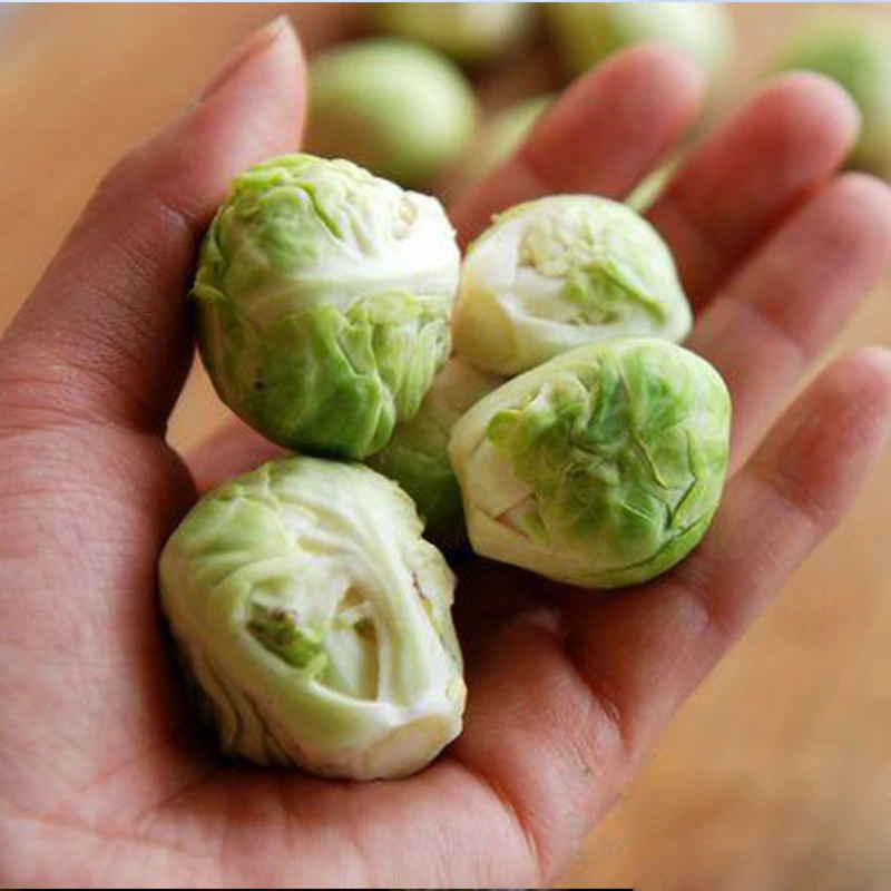 富兰克林孢子甘蓝种子迷你包菜阳台盆栽四季播包邮蔬菜种子蔬菜苗