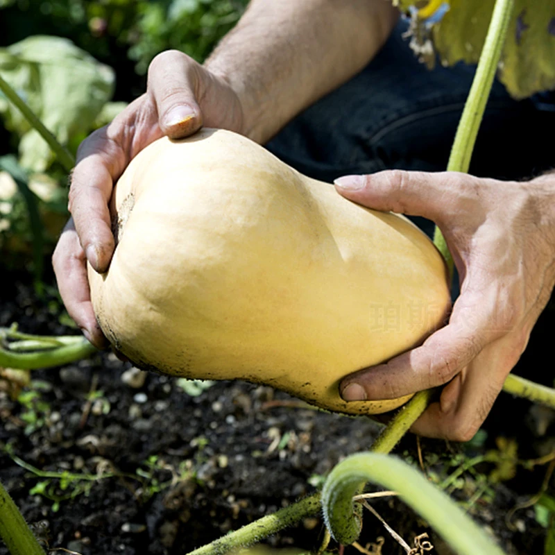 奶油南瓜种子阳台大田蔬菜四季播包邮蔬菜种子蔬菜苗