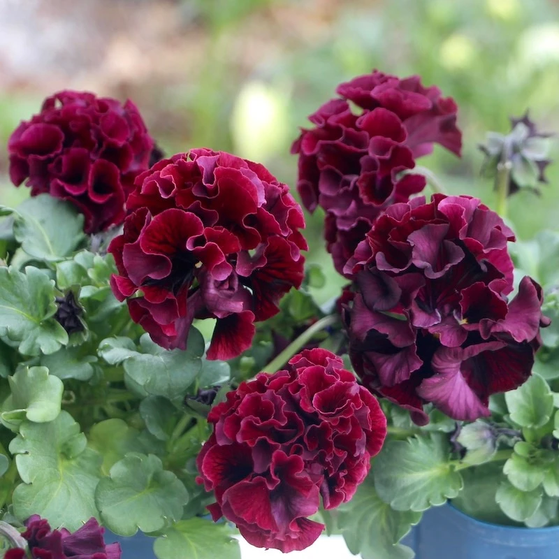 苏城花园皱边角堇德古拉礼服盆栽花卉耐寒冬天好养阳台花园植物