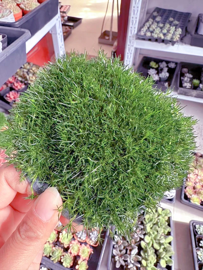 爱尔兰珍珠草 铺面草 多肉植物（满9.9元包邮发货）