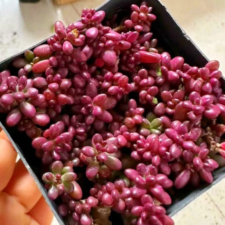 紫米粒多肉植物  （满9.9元包邮发货）