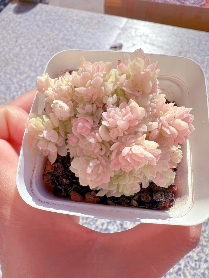 精控群生爱杜丽尔 麦秆 韩麦  多肉植物