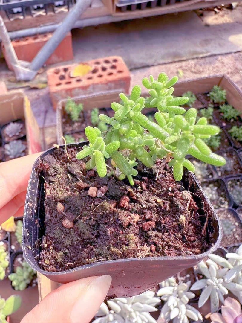 米粒番杏多肉植物 （满9.9元包邮发货）