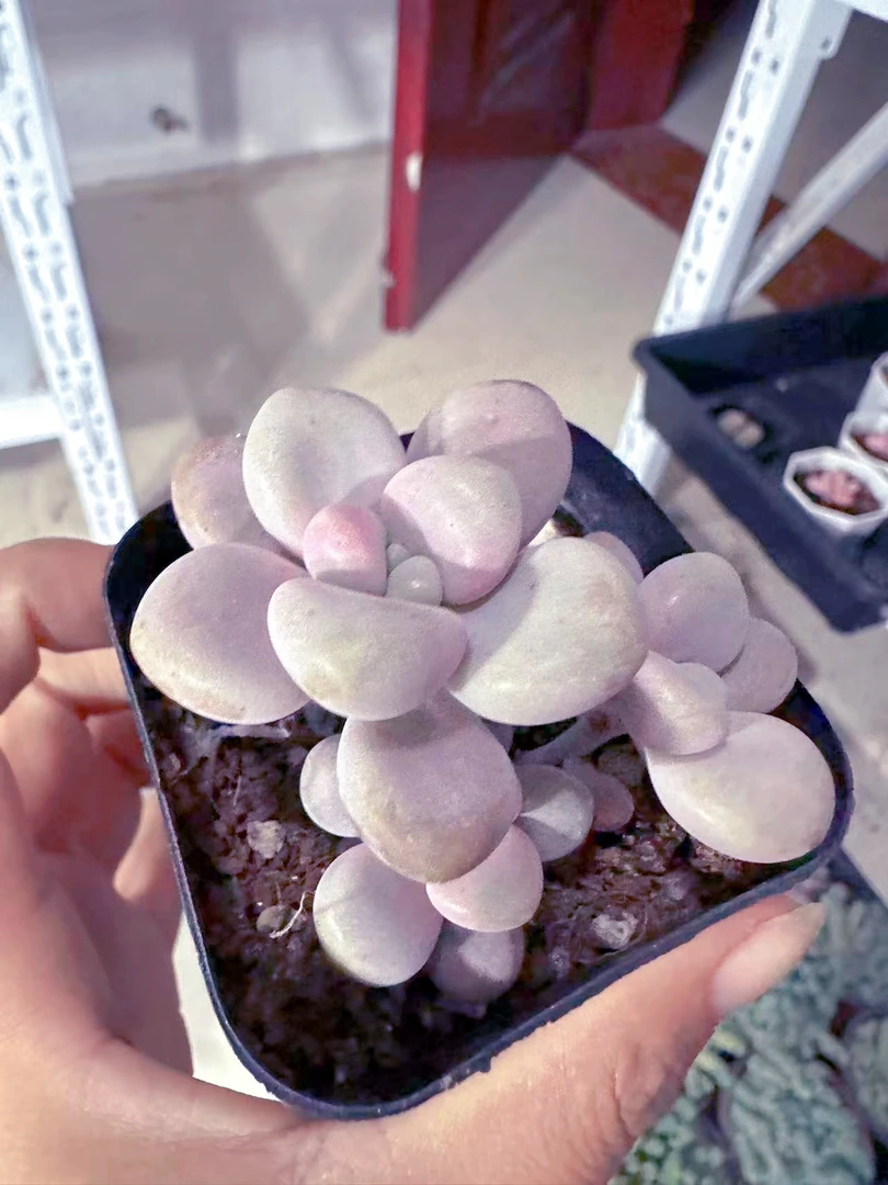 艾伦   多肉植物