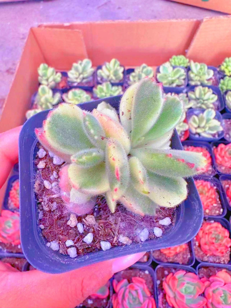 白熊多肉植物（满9.9元包邮发货）