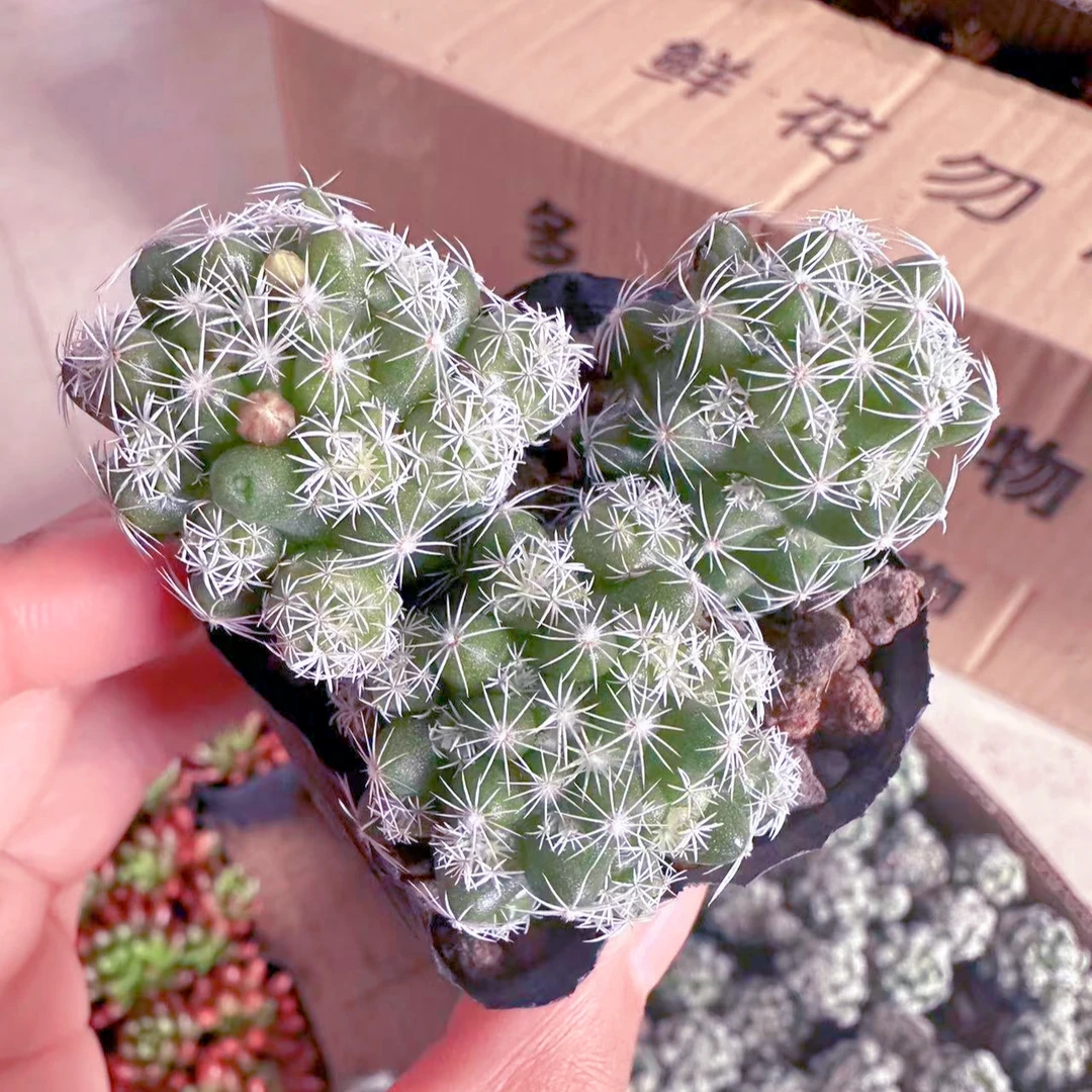 3头白鸟多肉植物（满9.9元包邮发货）