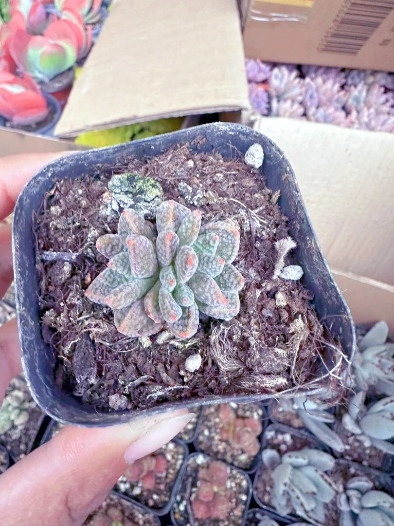 火星兔子多肉植物 （满9.9元包邮发货）