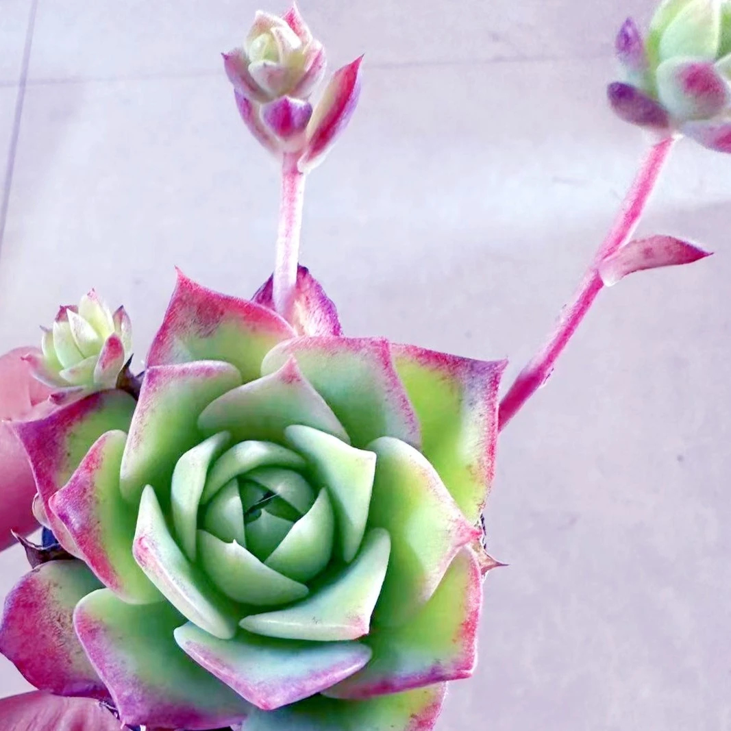 梅丽格 翡翠塔多肉植物 阳台种植好养趣味