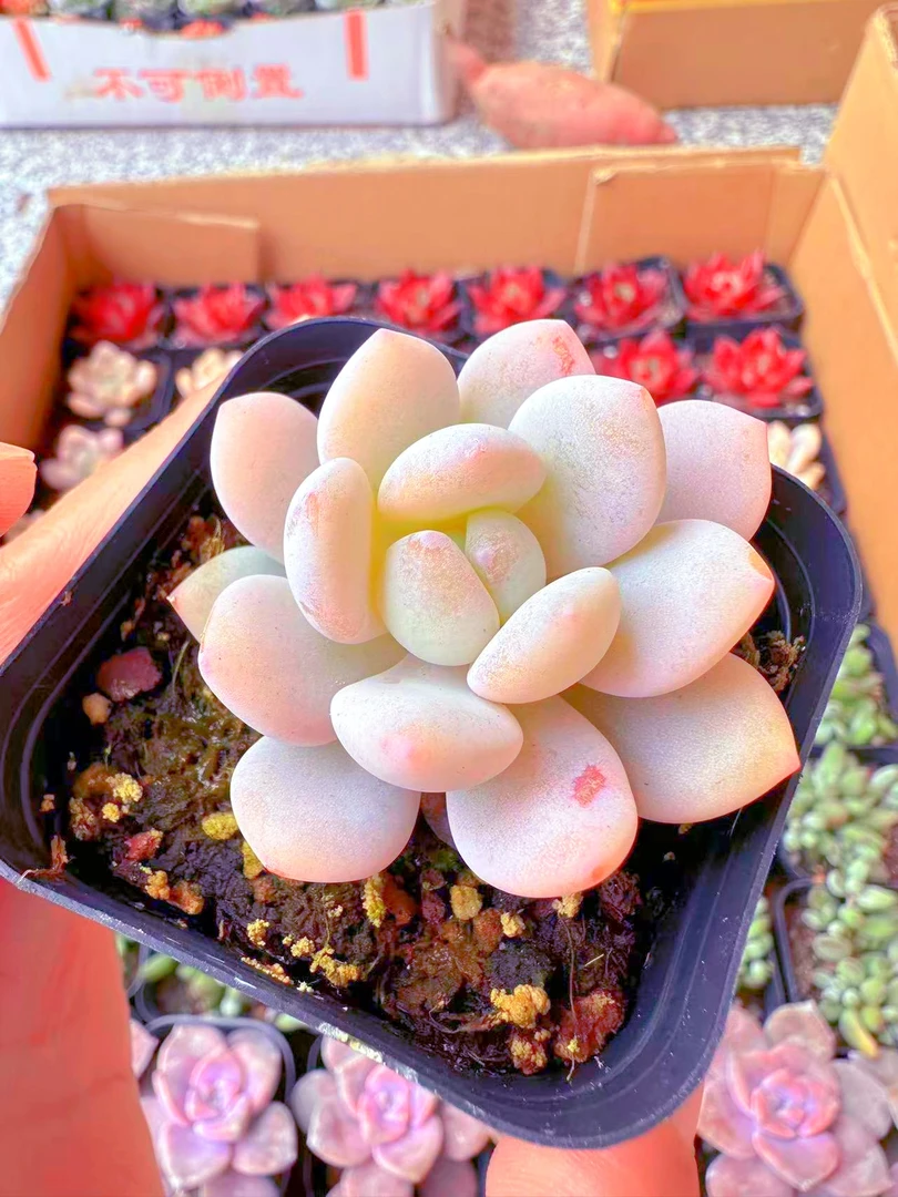 精控冷香多肉植物（满9.9元包邮发货）