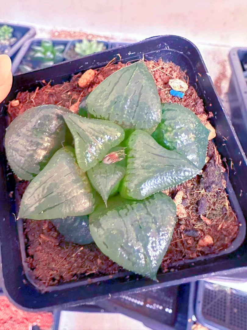 阿寒湖寿玉露多肉植物 （满9.9元包邮发货）