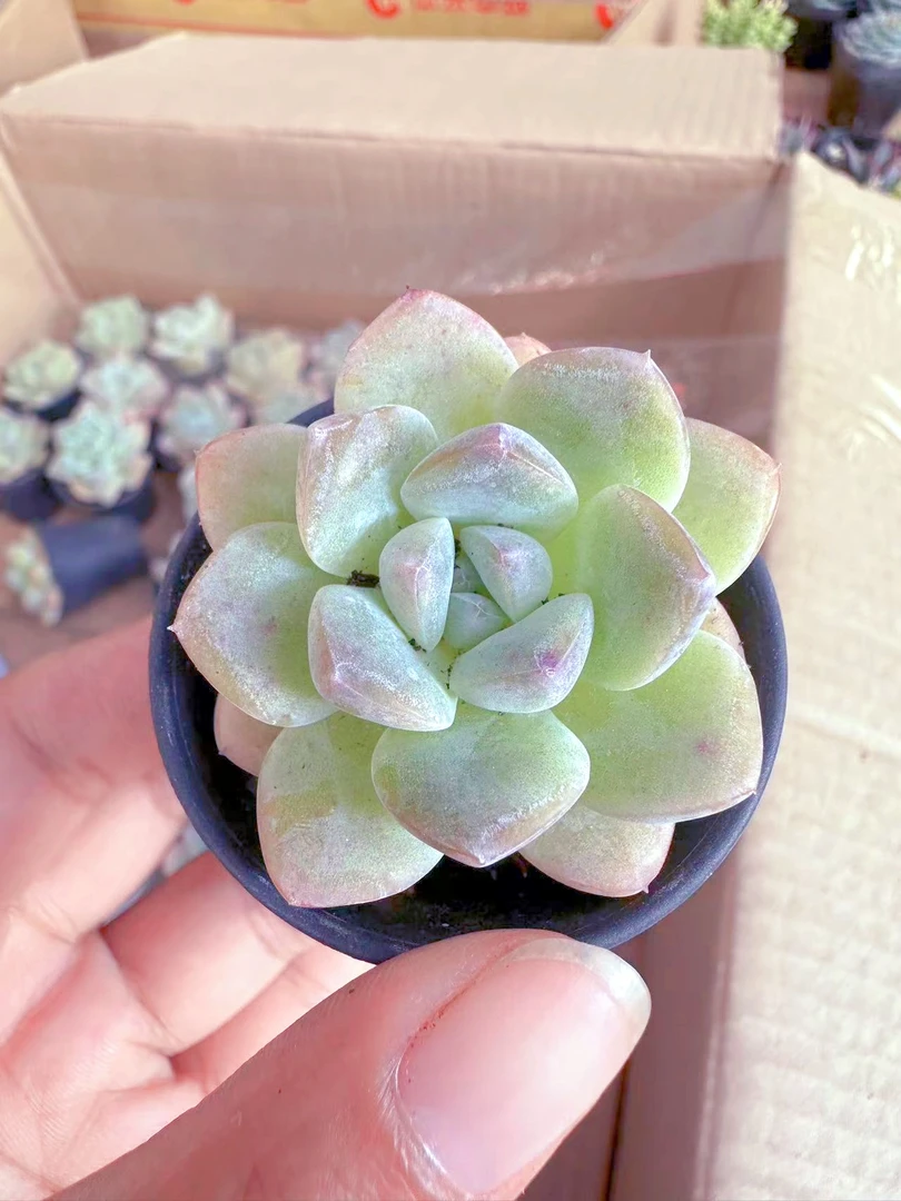 万象冰玉多肉植物（满9.9元包邮发货）