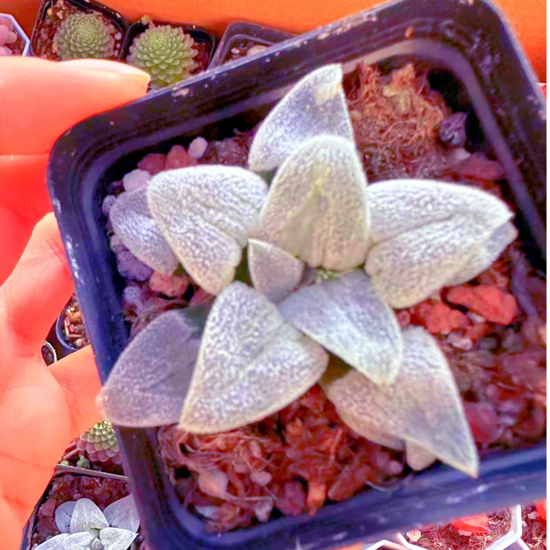 精控雪之礼玉露多肉植物 （满9.9元包邮发货）