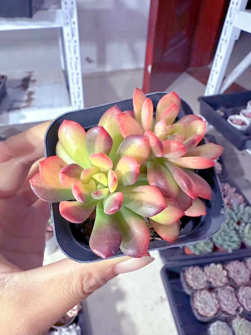 小叮当锦多肉植物（满9.9元包邮发货）