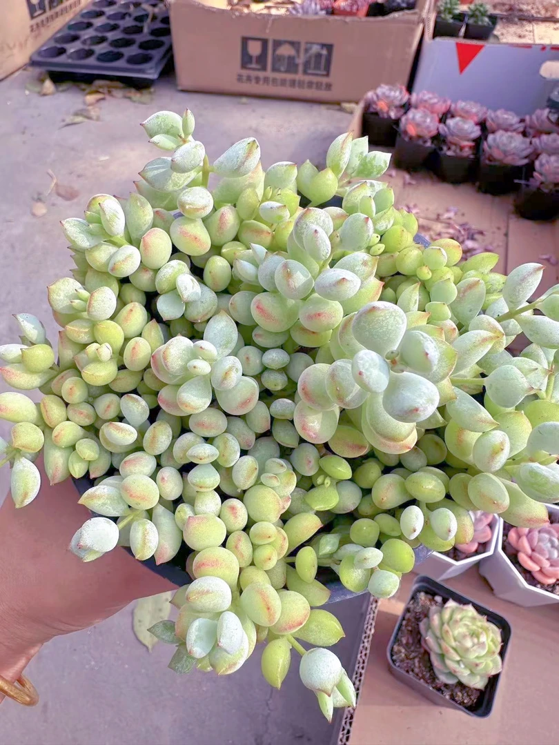 圆盆达摩福娘多肉植物(满9.9元包邮发货)