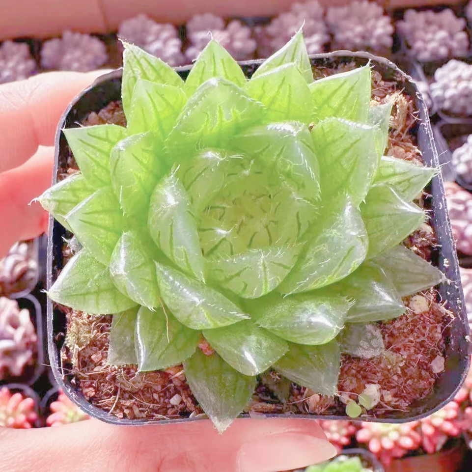 樱水晶玉露多肉植物（满9.9元包邮发货）