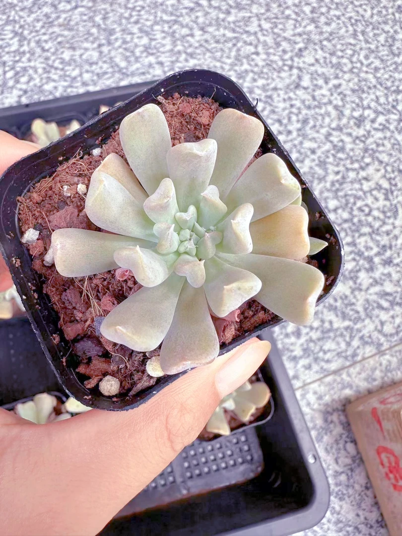特玉莲多肉植物（满9.9元包邮发货）
