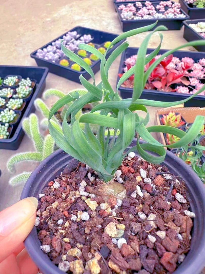 弹簧草多肉植物 （满9.9元包邮发货）