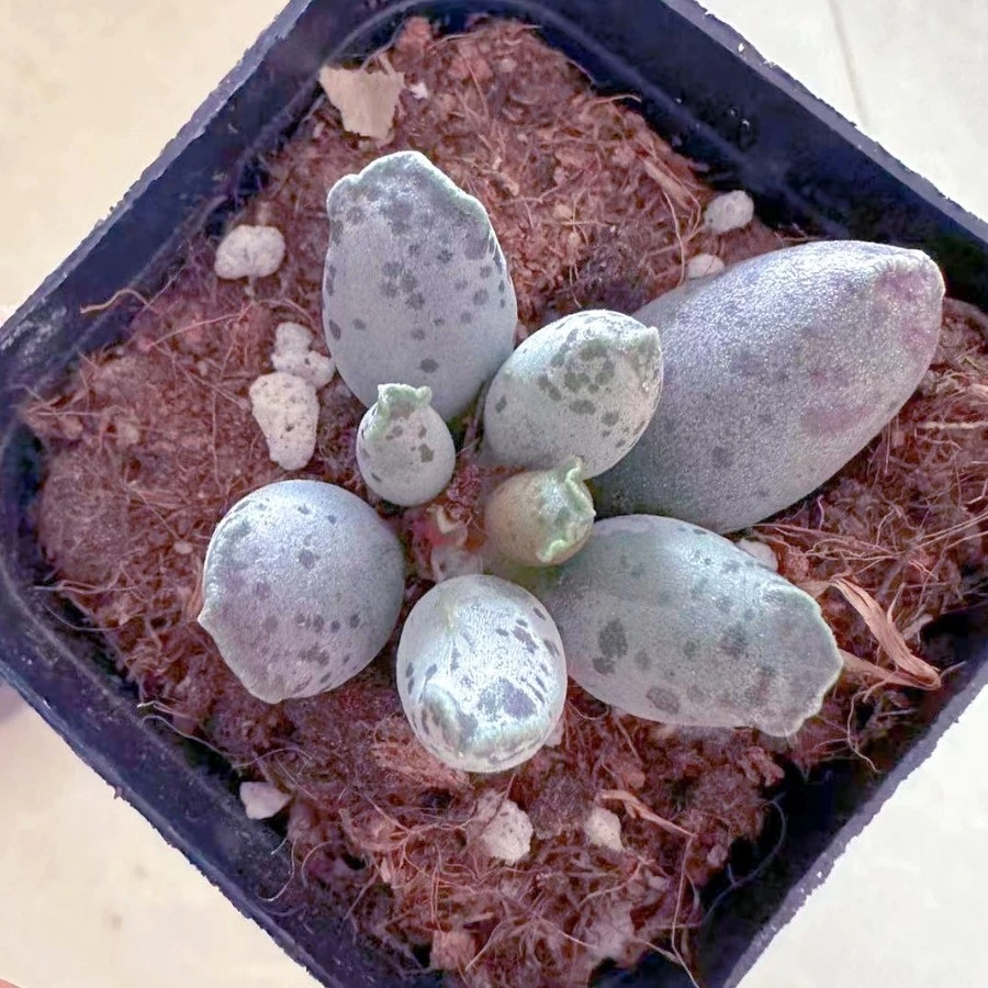 水泡系海豹多肉植物 （满9.9元包邮发货）