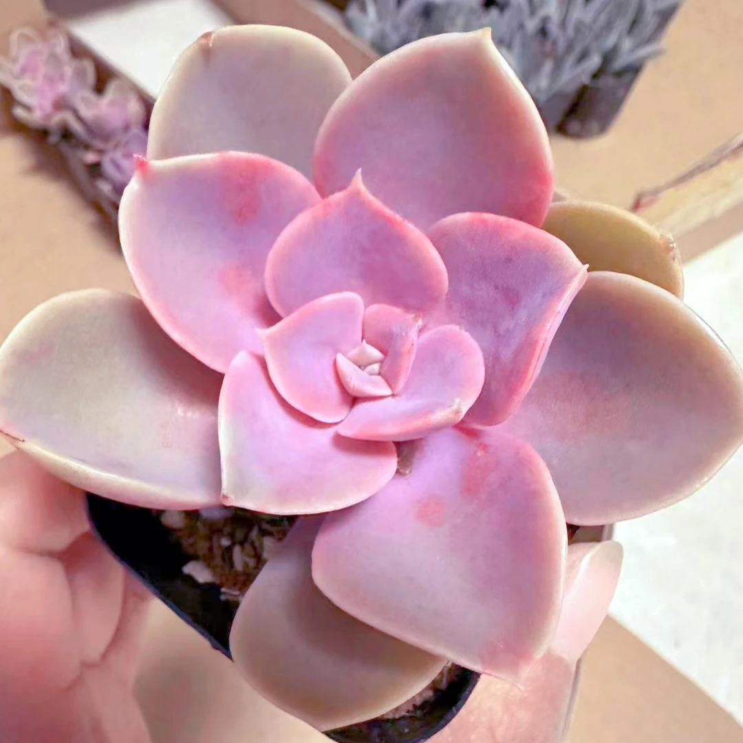 紫珍珠多肉植物（满9.9元包邮发货）