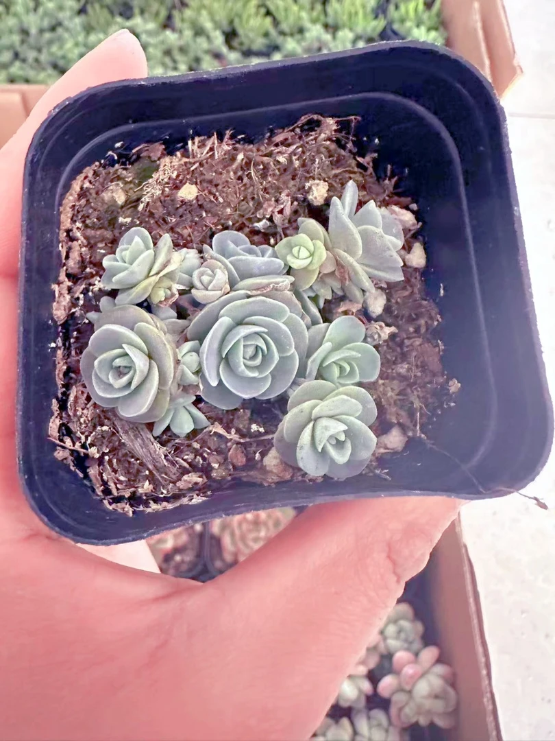 子持莲华多肉植物 （满9.9元包邮发货）