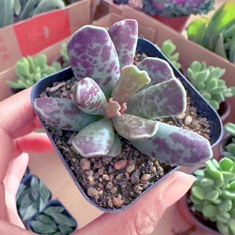 紫库博水泡多肉植物 （满9.9元包邮发货）