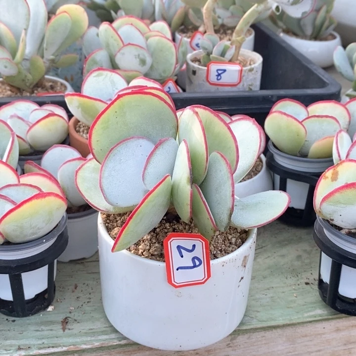 正版日系白眉29号9公分多肉