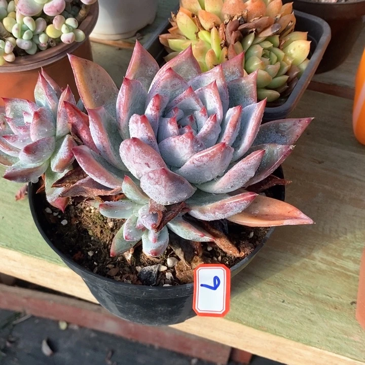 杜*拉一物一拍也卡9号