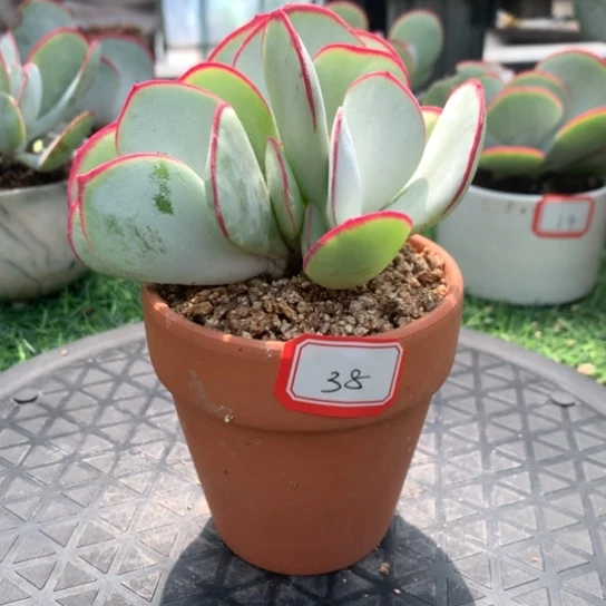 正版日系白眉多肉38号