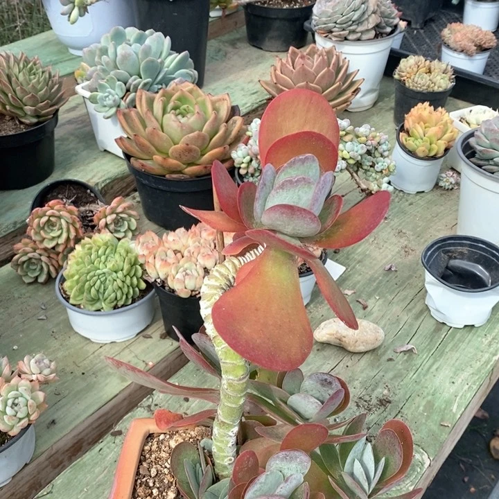 ?**?唐寅一物一拍多肉20