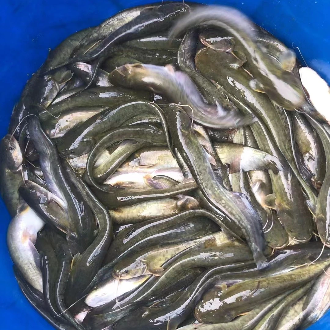 渔场直发现捞四川土鲶 每条10-30g  沟鲶