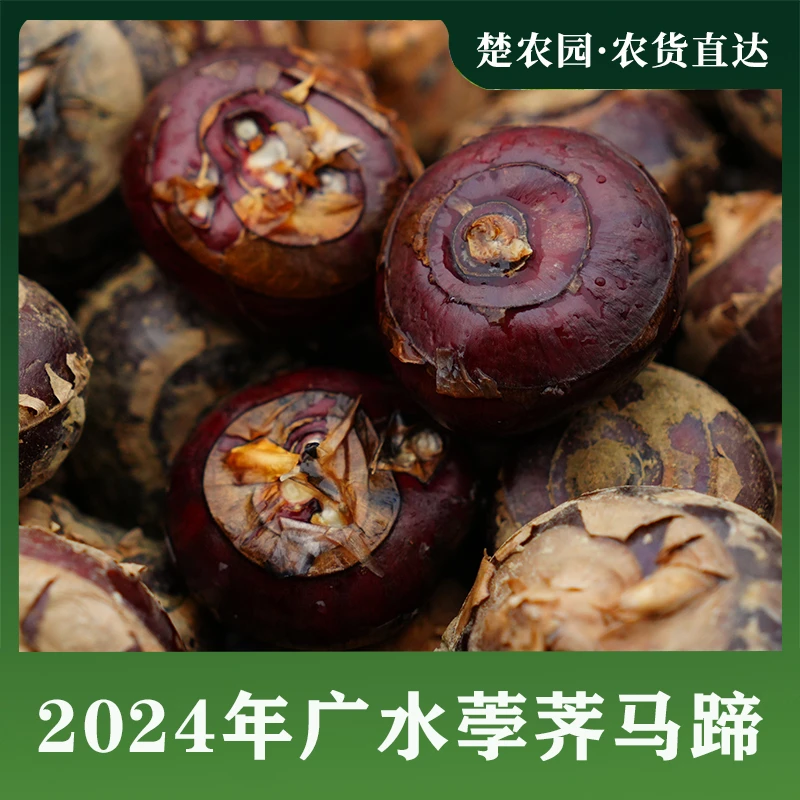 湖北广水特产新鲜荸荠马蹄带泥