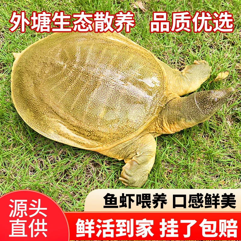 【公鳖】外塘现挑现选生态公甲鱼中华老鳖鲜活水产水鱼团鱼水产