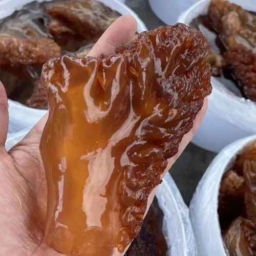 野生红蛰头 500g