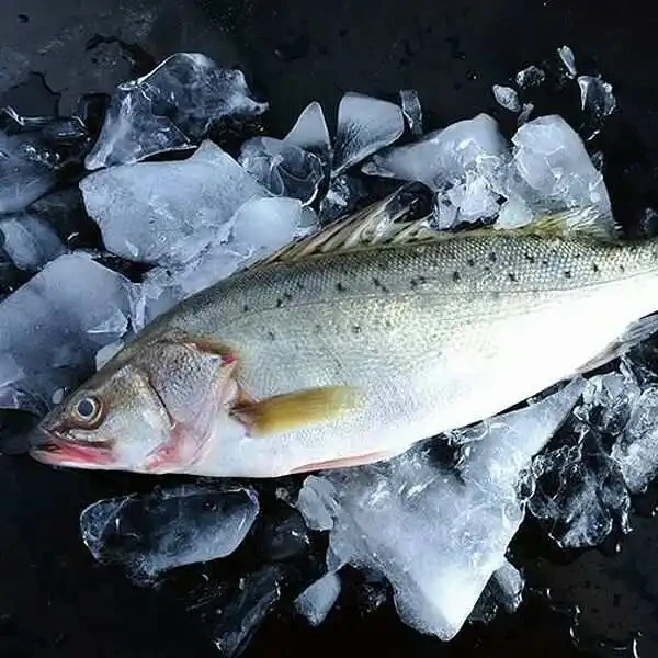 海鲈鱼1条 750-800g(默认杀好,不需杀鱼请备注)