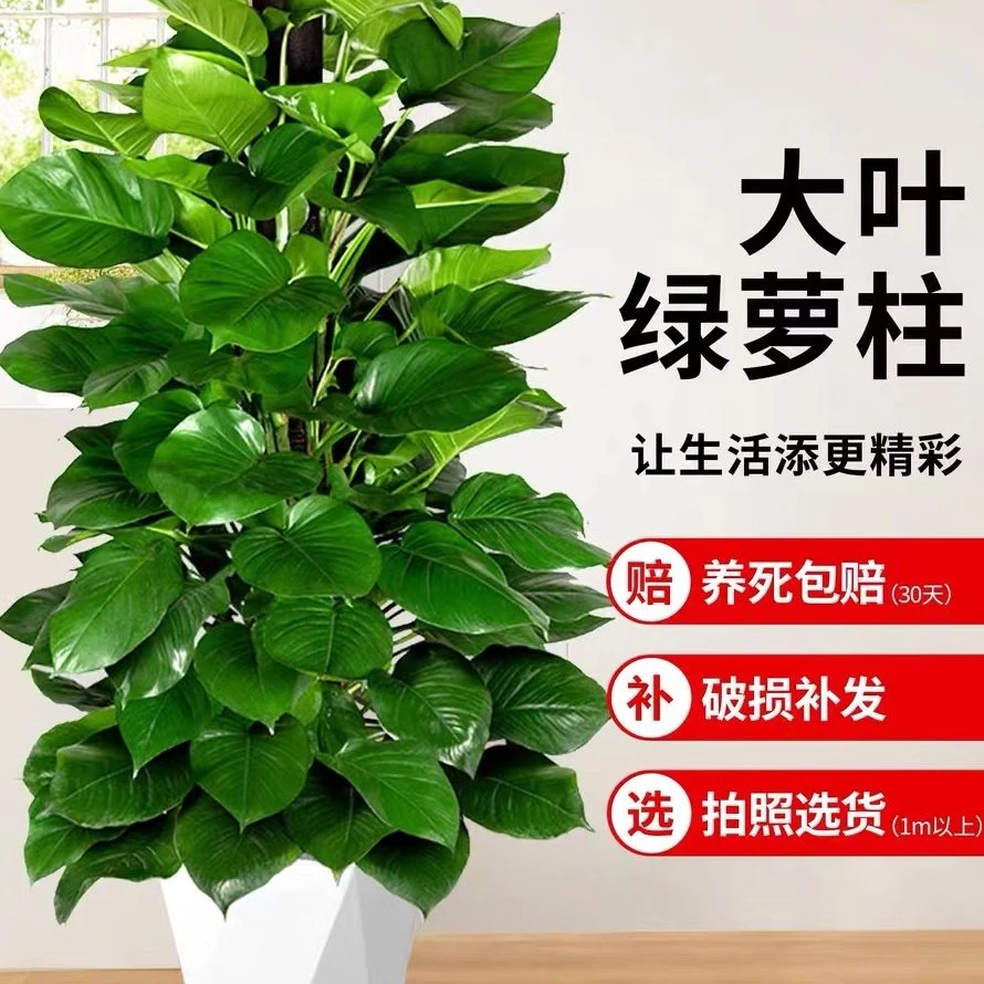 绿萝柱盆栽室内吸甲醛客厅净化空气办公室大叶绿植好养大型植物